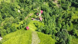 rize