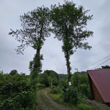 elagza dag evleri