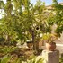giardino frannicola