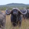 bushwa game lodge