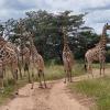 bushwa game lodge