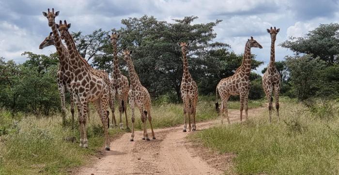 bushwa game lodge