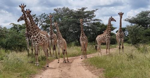 bushwa game lodge