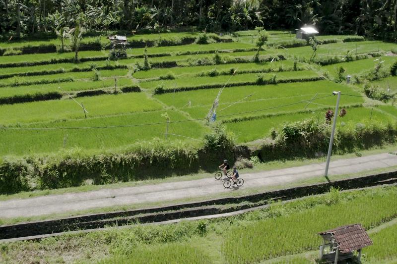 kaura bali