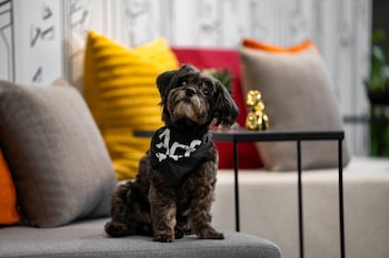 aloft new york chelsea