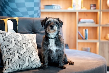 moxy the hague