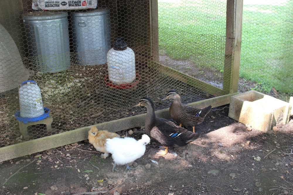 the sautee inn bed and breakfast