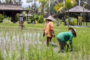 anumana village ubud