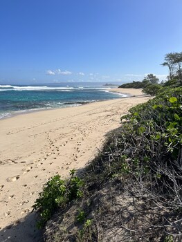 waialua