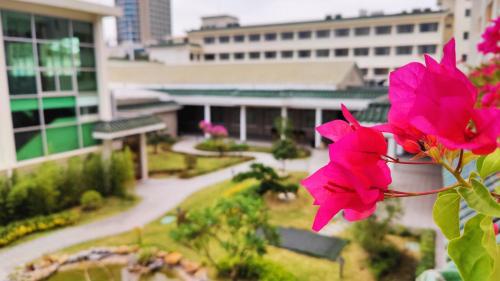 white swan guest house