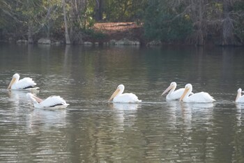 eutawville