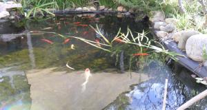 settlement motor inn deniliquin