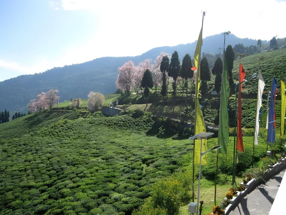 cherry resort south sikkim