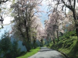 cherry resort south sikkim