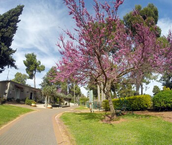 hagalil haelyon