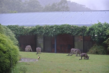 kookaburra motor lodge
