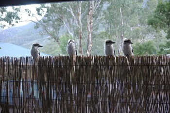 kookaburra motor lodge