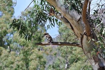 kookaburra motor lodge