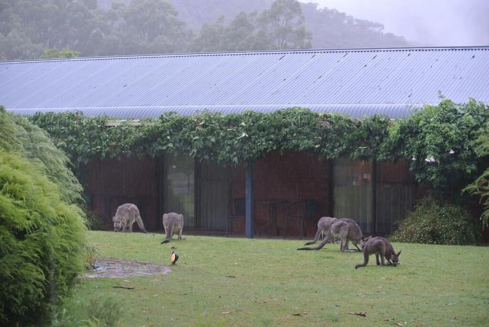 kookaburra motor lodge