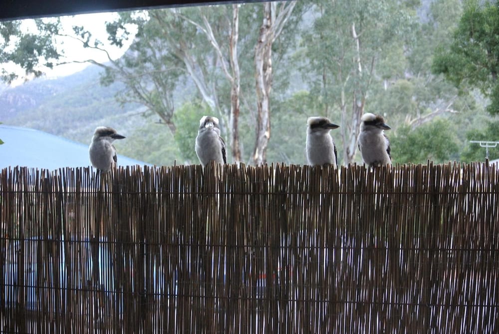 kookaburra motor lodge