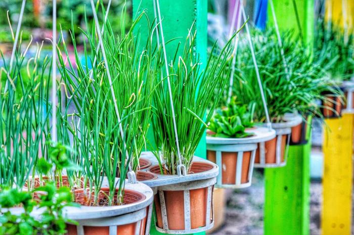 birds and bees resort