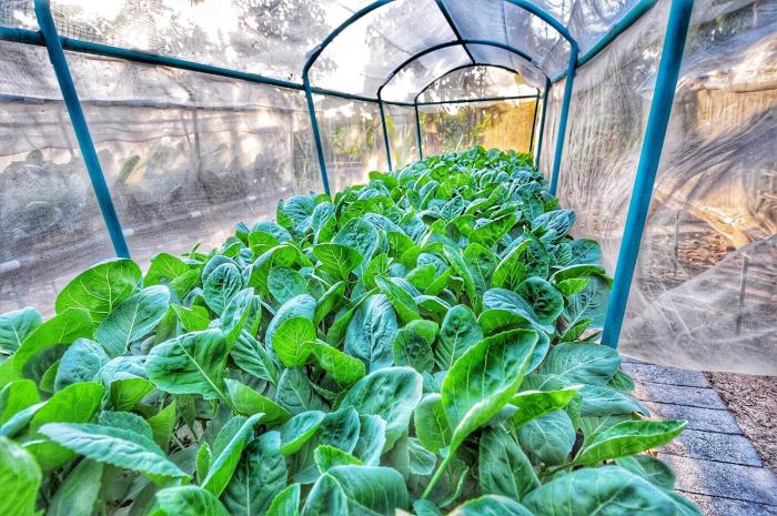 birds and bees resort