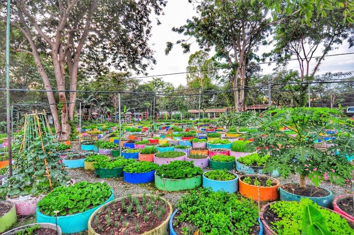 birds and bees resort