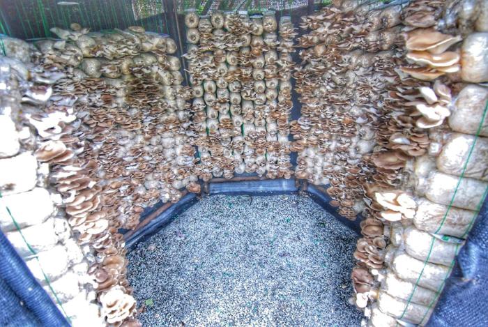 birds and bees resort