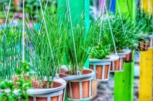 birds and bees resort