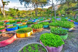 birds and bees resort