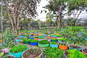 birds and bees resort