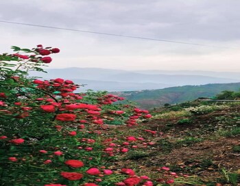 kasana club mussoorie