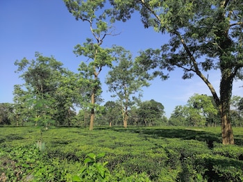 Homocation Manas Green Homestay,India>>Barpeta,0 star