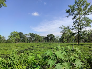 Homocation Manas Green Homestay,India>>Barpeta,0 star