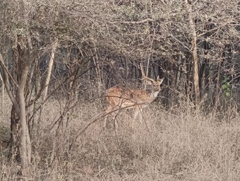 gandhisagar forest retreat
