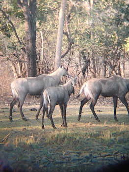 gandhisagar forest retreat