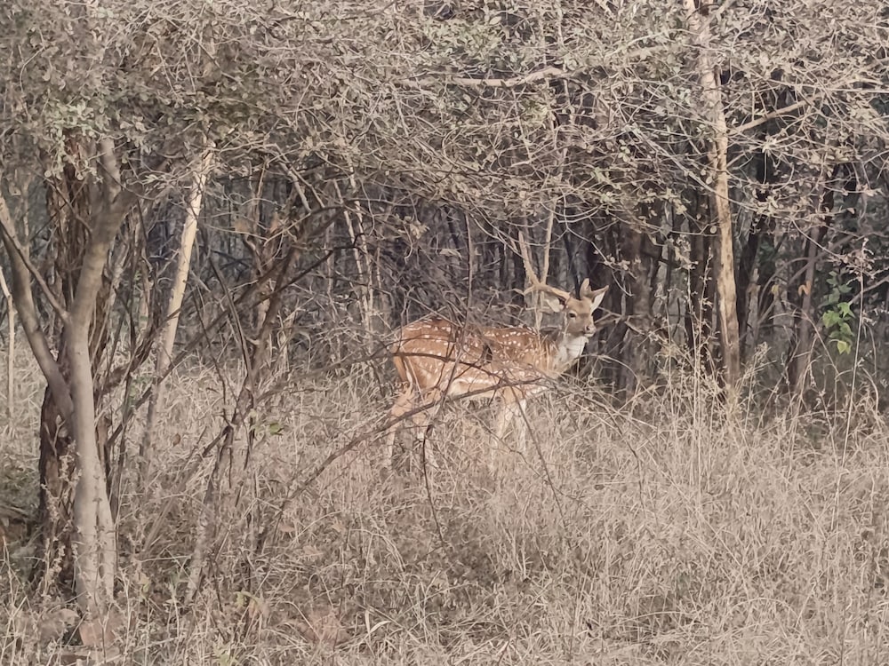 gandhisagar forest retreat