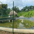 piojo
