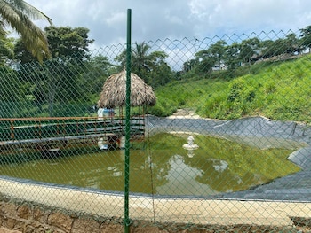 piojo