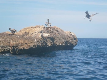 nueva toledo suites and hotel