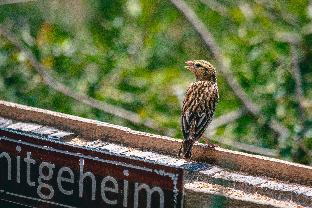 hitgeheim garden cottages