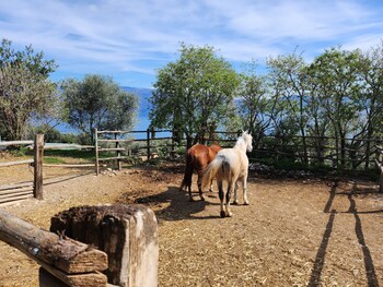 agriturismo scuderia castello