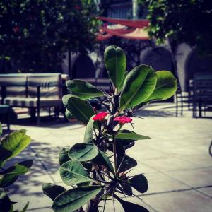 hotel arisha