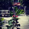 hotel arisha
