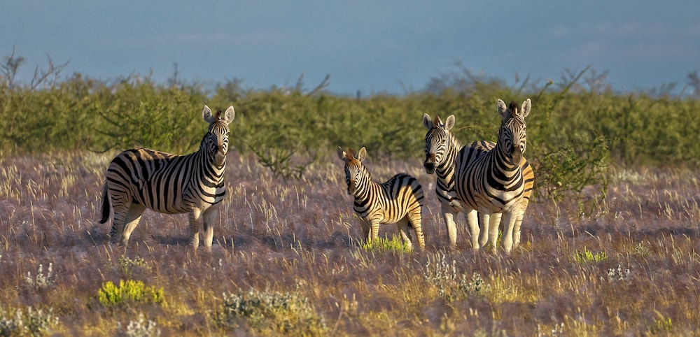 etosha mountain lodge