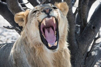 etosha mountain lodge