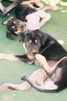 siem reap homesteading