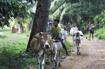 siem reap homesteading