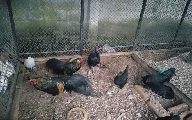 roomquest chonburi phanat nikhom