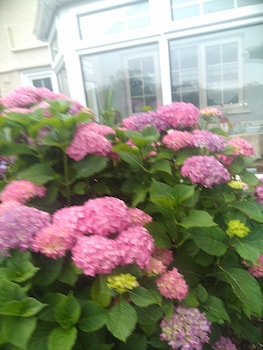 myrtle cottage vacation rooms